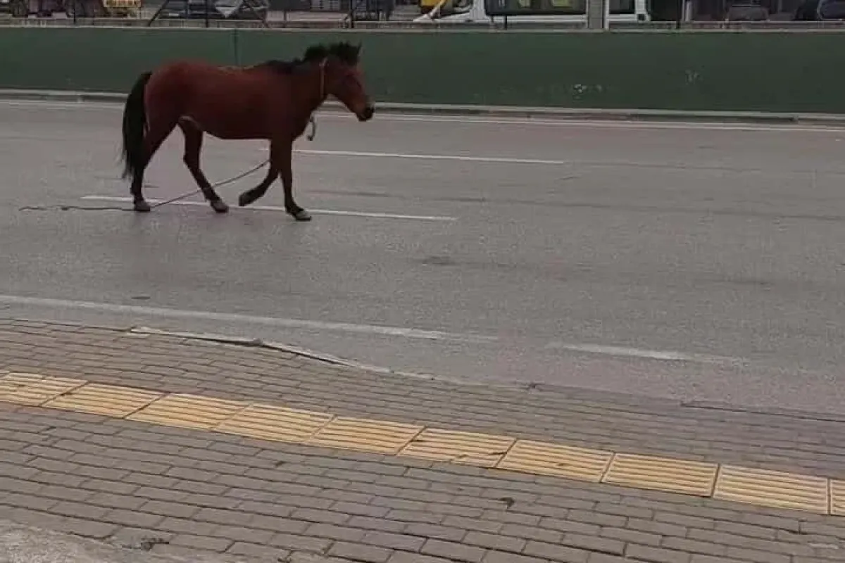 Bursada anayola çıkan at tehlike saçtı