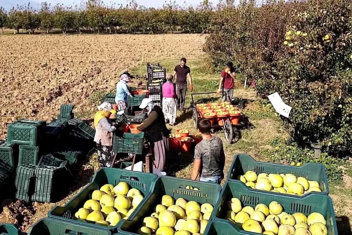 İnegöl'de deveci armudu yüzleri güldürdü