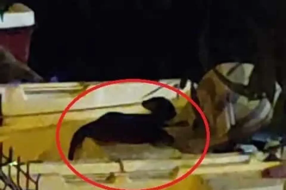 Nesli tükenme tehlikesinde olan su samuru Bursada görüntülendi