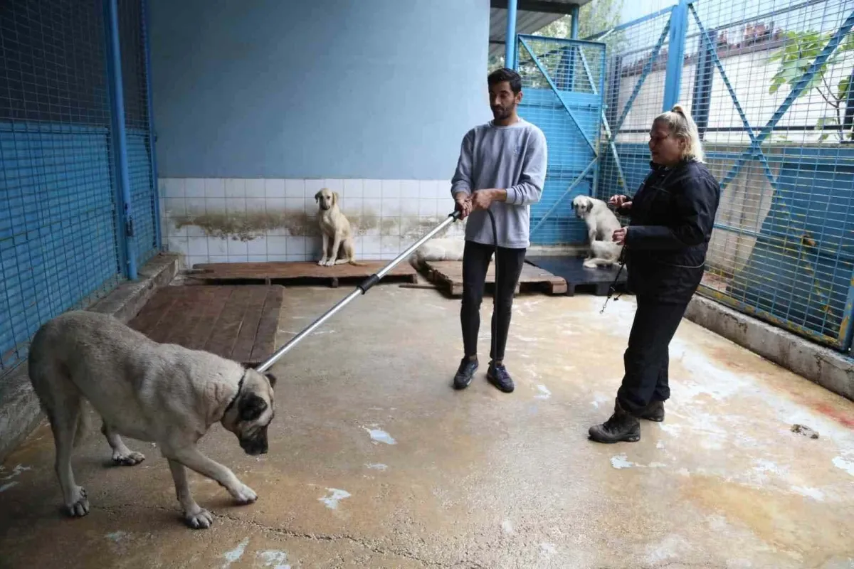Sürü halinde köpek görürseniz bu tavsiyeleri uygulayın