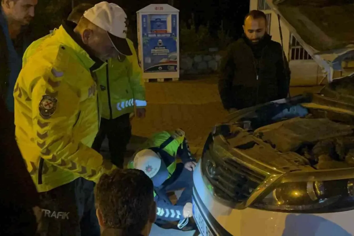 Polisin dikkati kediyi ölümden kurtardı