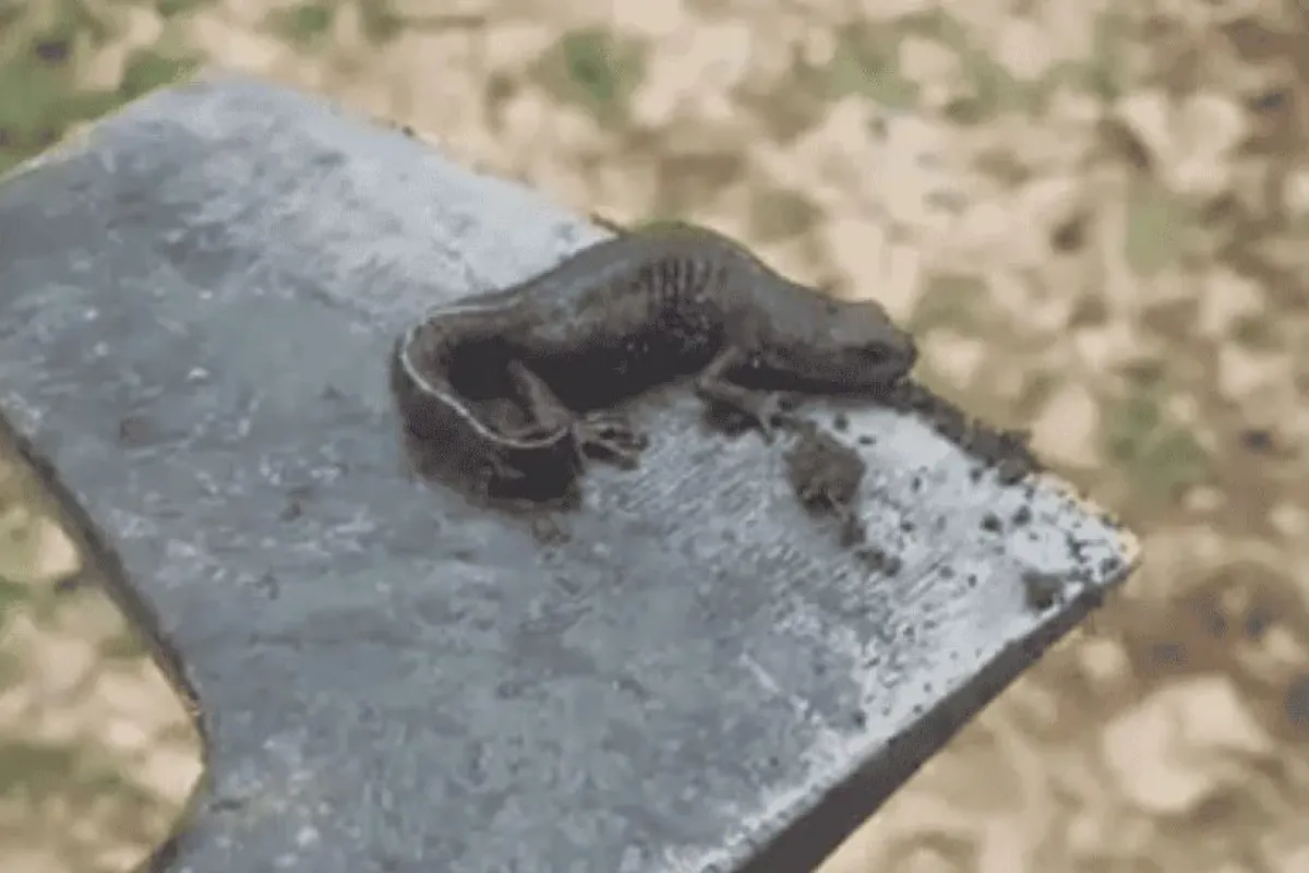 İnegöl'de ilk kez görülen canlı vatandaşı şaşırttı!