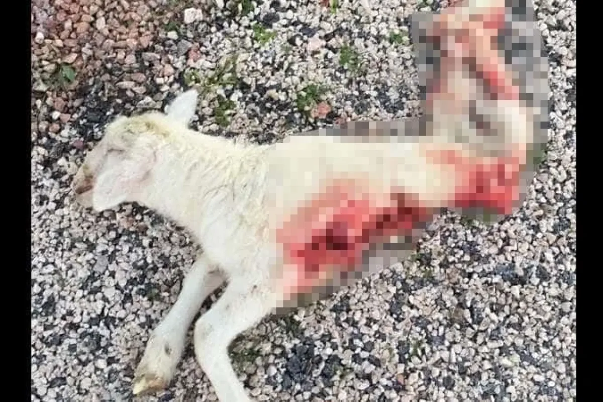 İnegölde dehşet veren görüntü! Kuzuyu parçaladı