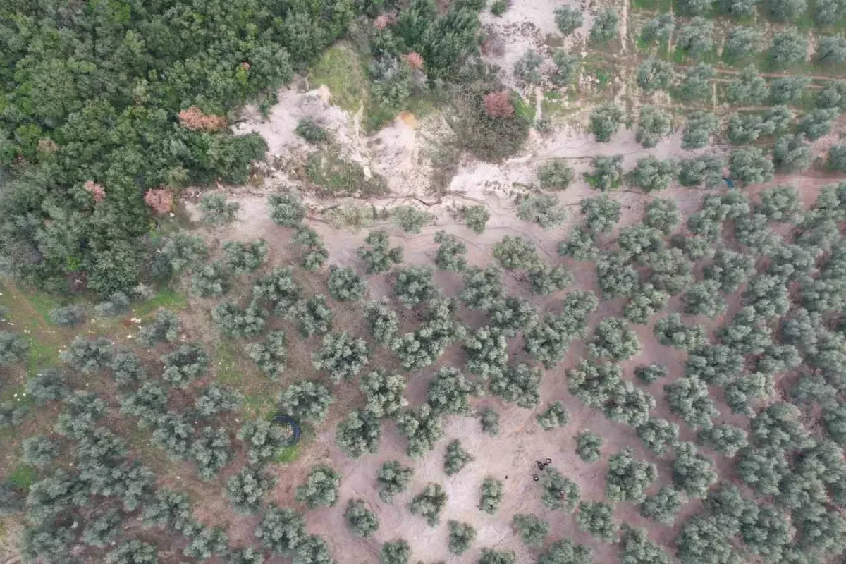 Üzerine mıcır dökülen zeytin ağaçları günden güne kuruyor