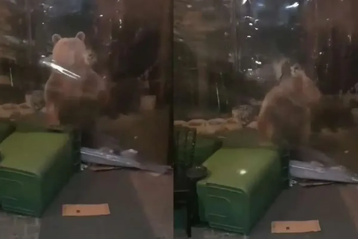 Aç kalan ayı ailesi işletmeye girmeye çalıştı