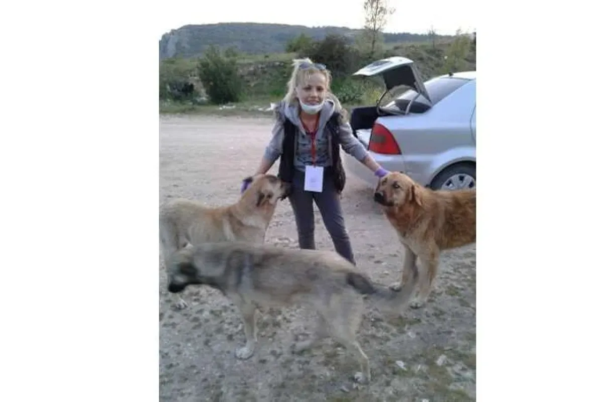 Sokak köpekleri haberlerine tepki gösterdi