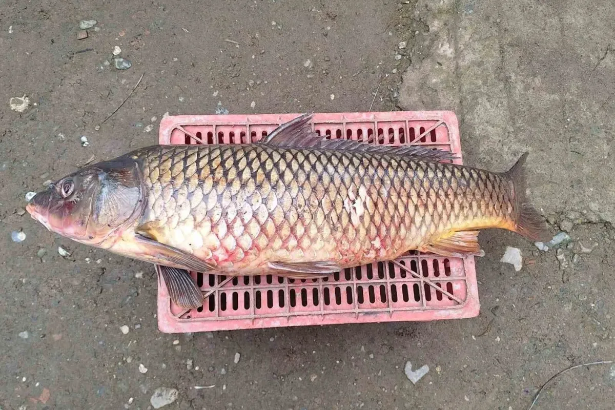 İznik Gölünde 25 kiloluk sarı balık yakalandı