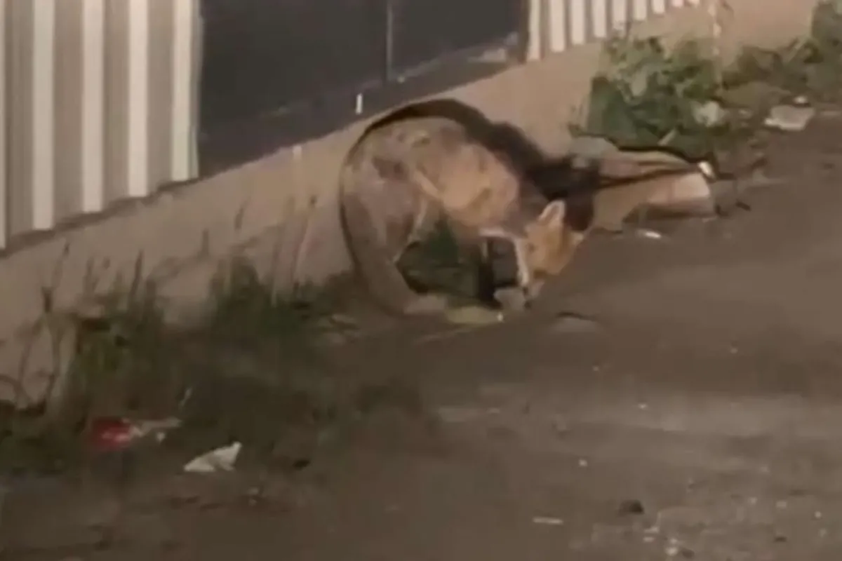 İnegöl'de aç kalan tilki sanayiye indi