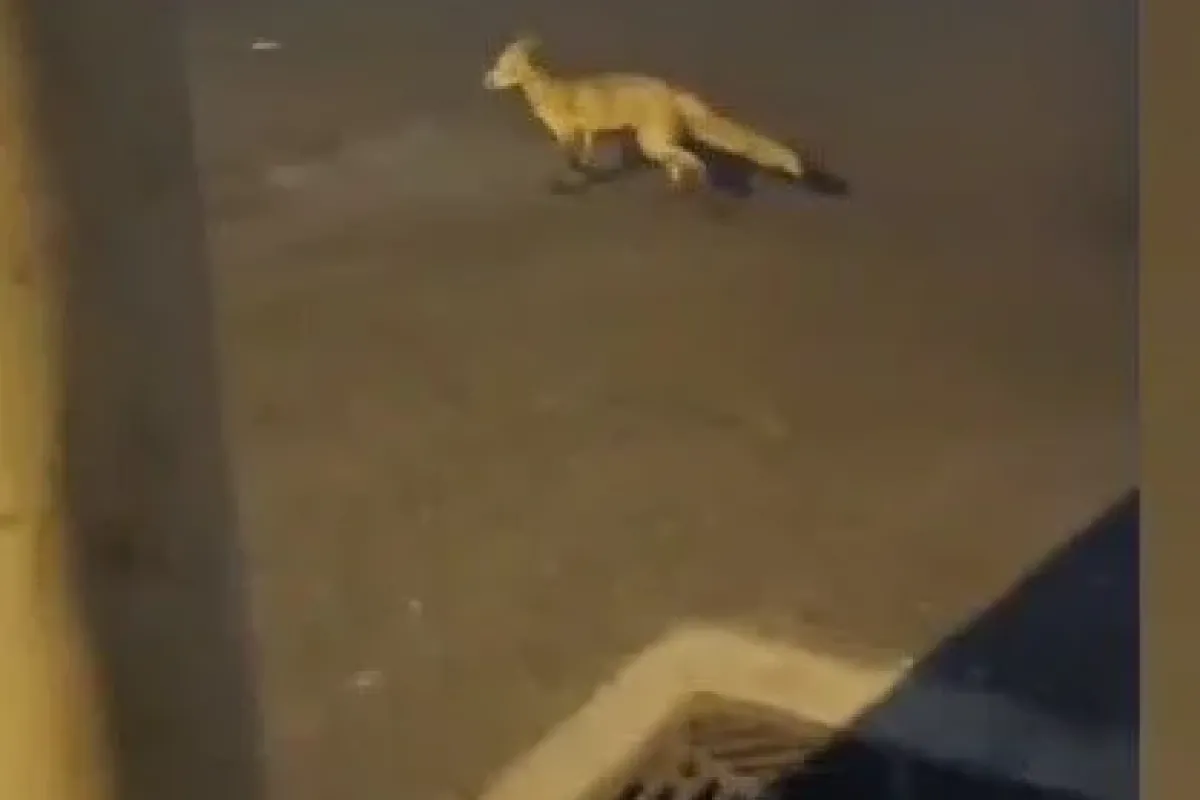 Aç kalan tilki sanayiye indi
