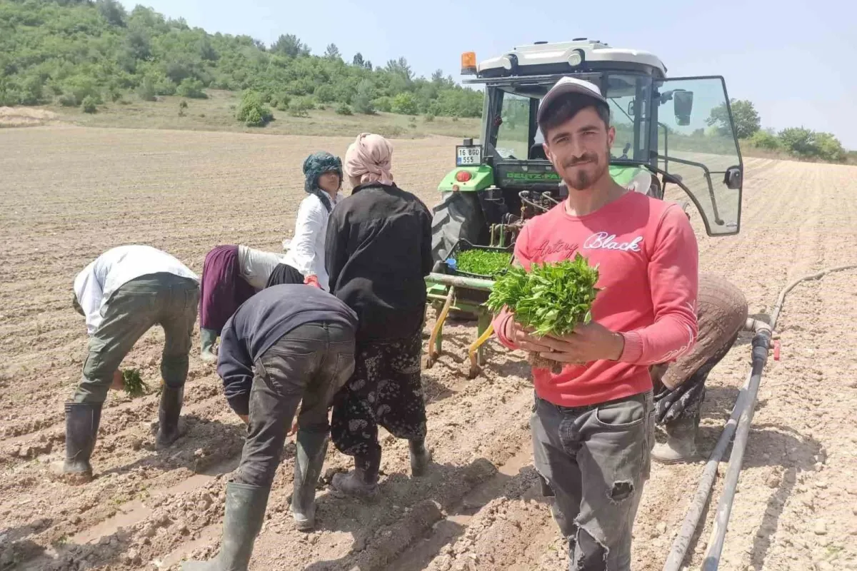Yeşil altın fideleri toprakla buluştu