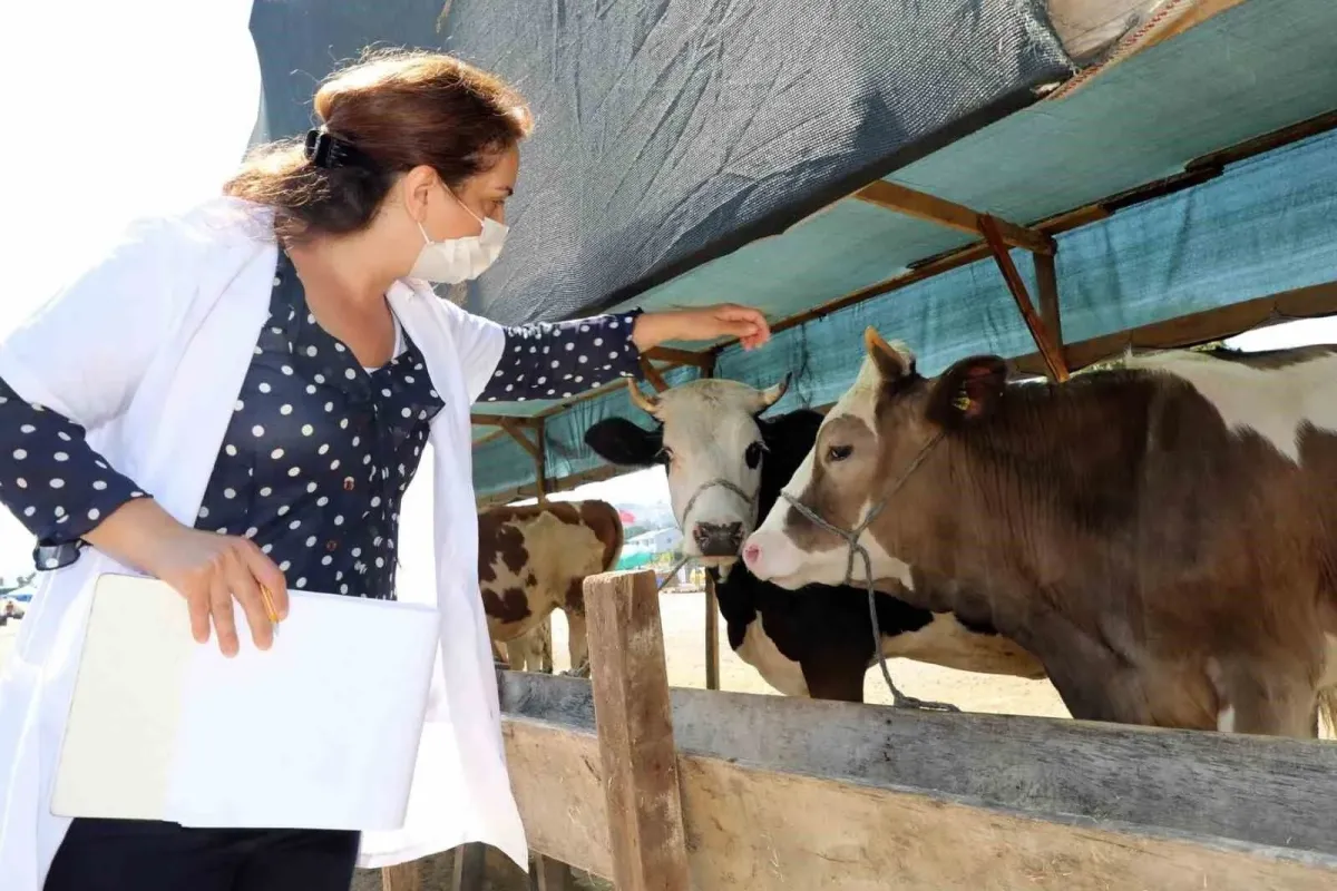 Mudanyada hayvan pazarı yer değişikliği