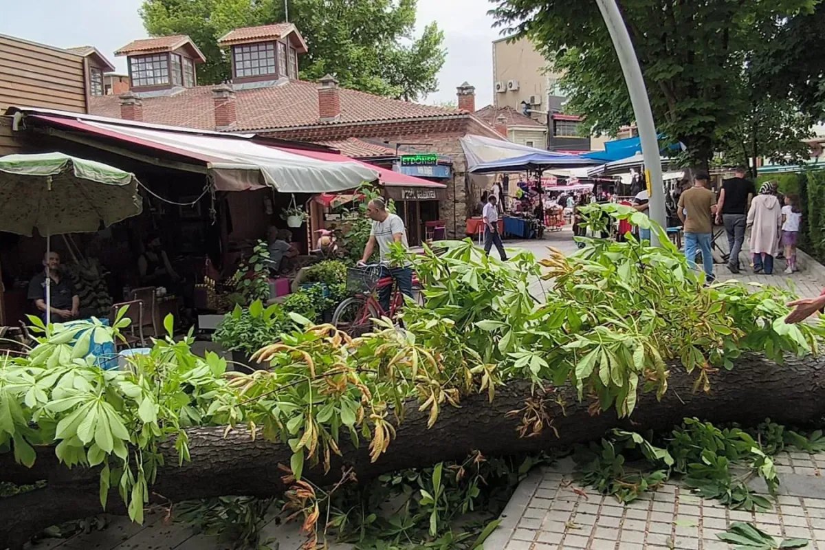 Çarşı merkezinde faciadan dönüldü kestane ağacı devrildi