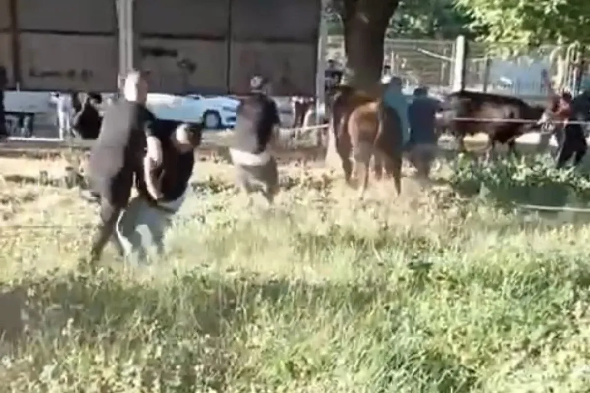 Kurbanlık danayı zapt etmeye çalıştılar