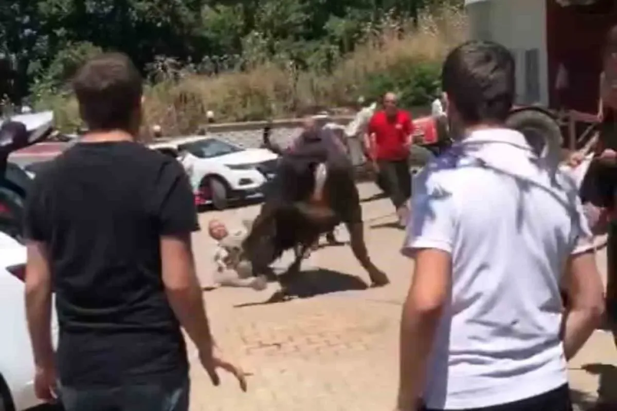 Bursada kaçan boğa ortalığı birbirine kattı