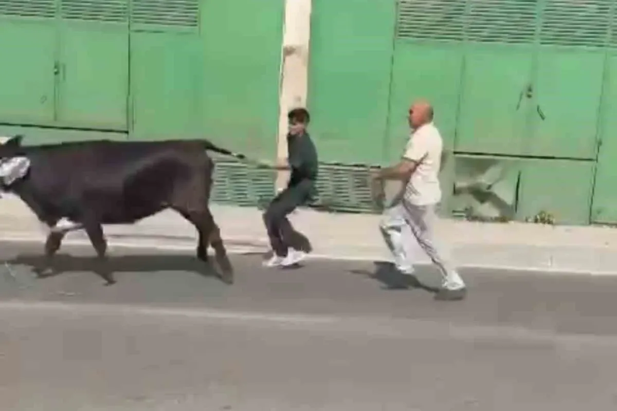 Bursada kaçan kurbanlıklar ortalığı birbirine kattı