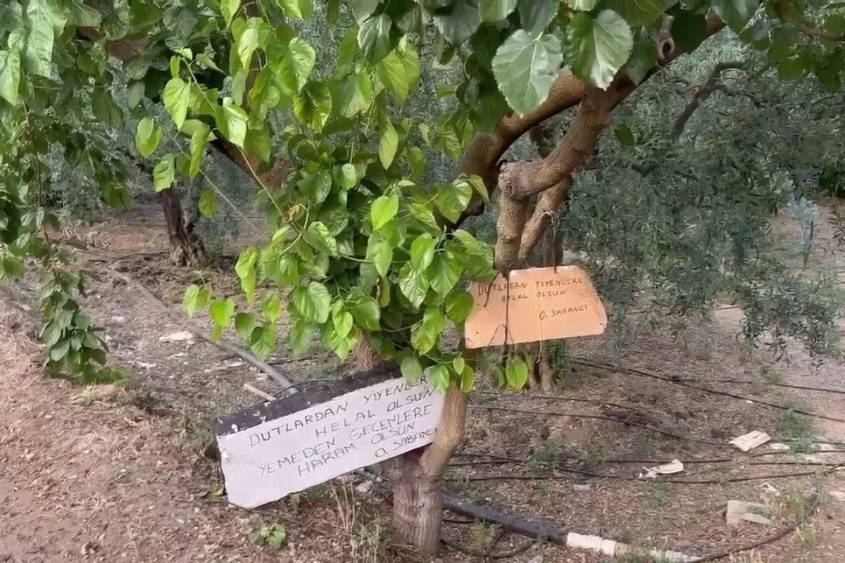Bu ağaçtan dut yemek helal