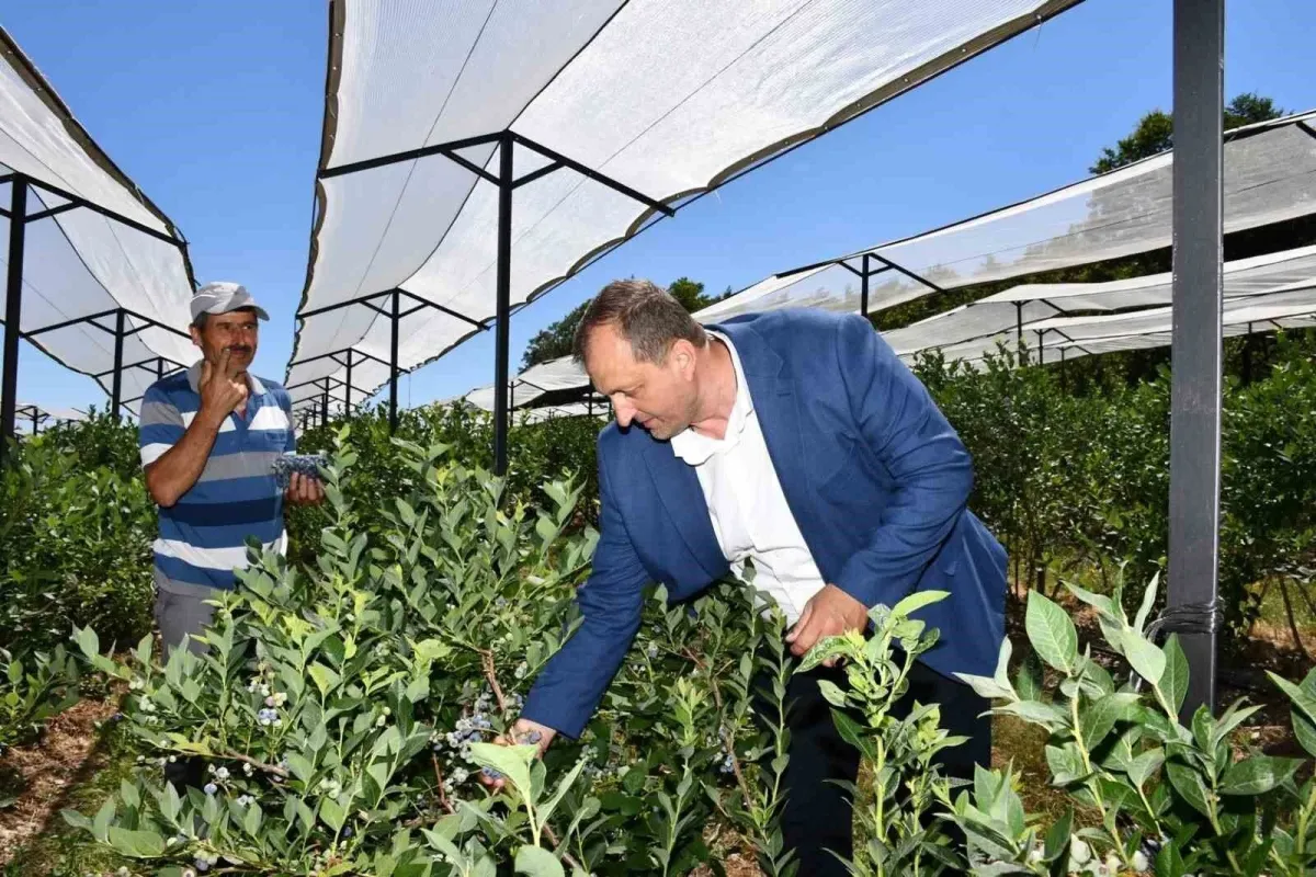 İznikte 4. Maviyemiş Festivali başlıyor