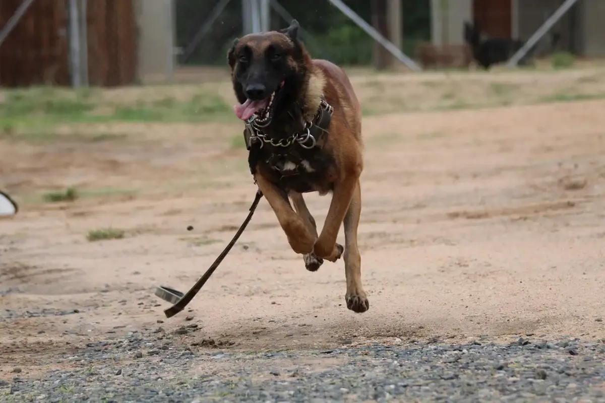 Sevmek istediği köpek hastanelik etti