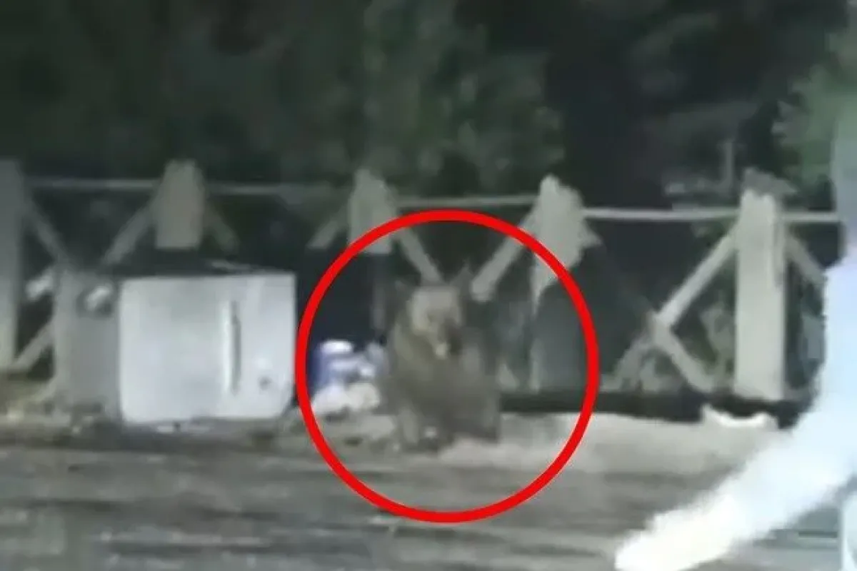 Uludağda aç kalan ayının saldırısından son anda kurtuldular