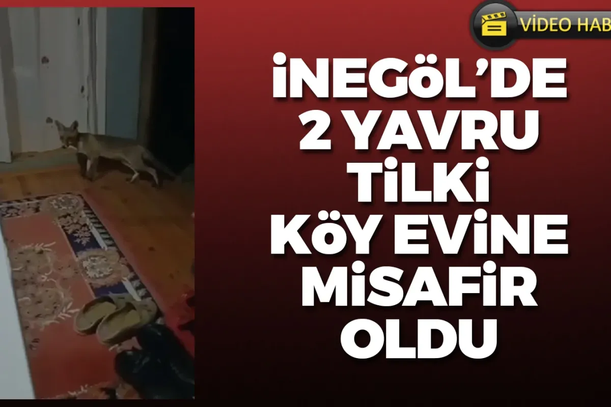 İnegöl'de yavru tilki köy evine misafir oldu!
