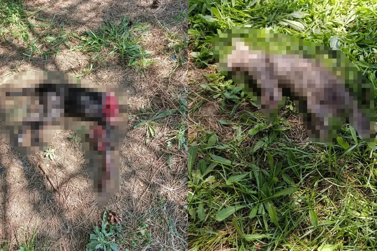 İnegöl'de korkunç bir olay yaşandı: 2 kedi kesik halde bulundu