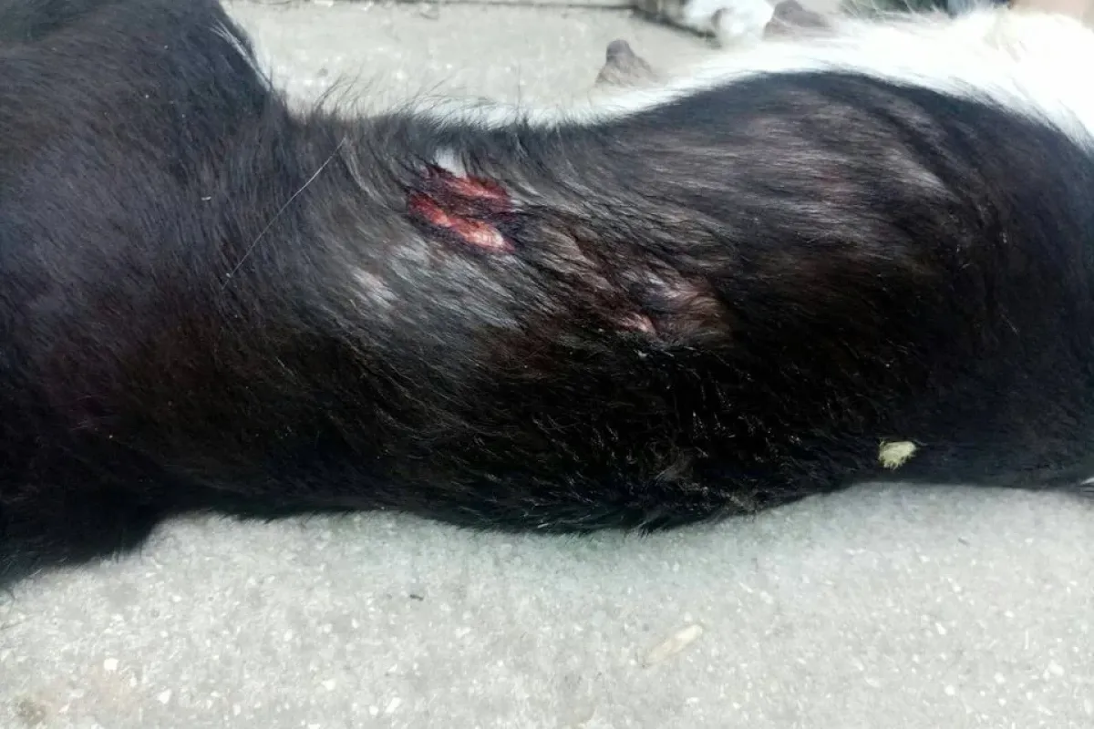 Bunu yapan insan olamaz! Köpeğe silahla saldırdı