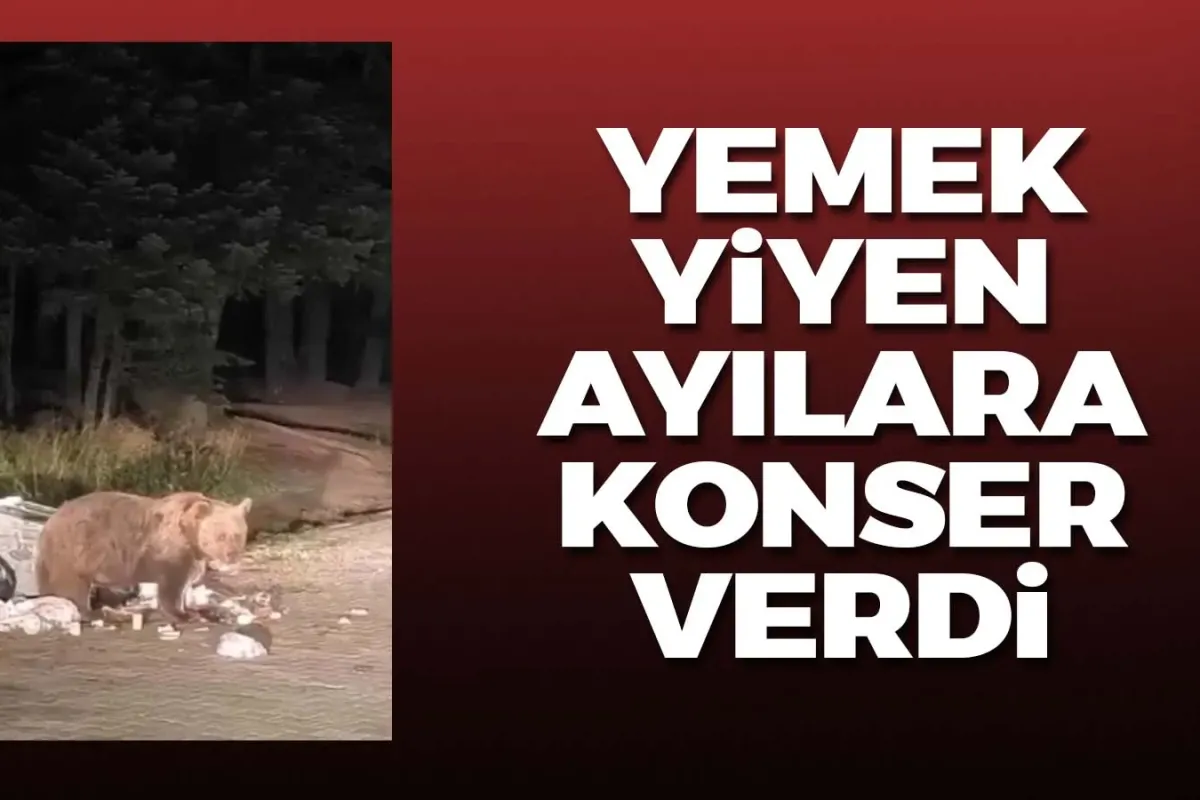 Yemek yiyen ayıya mini konser verdi