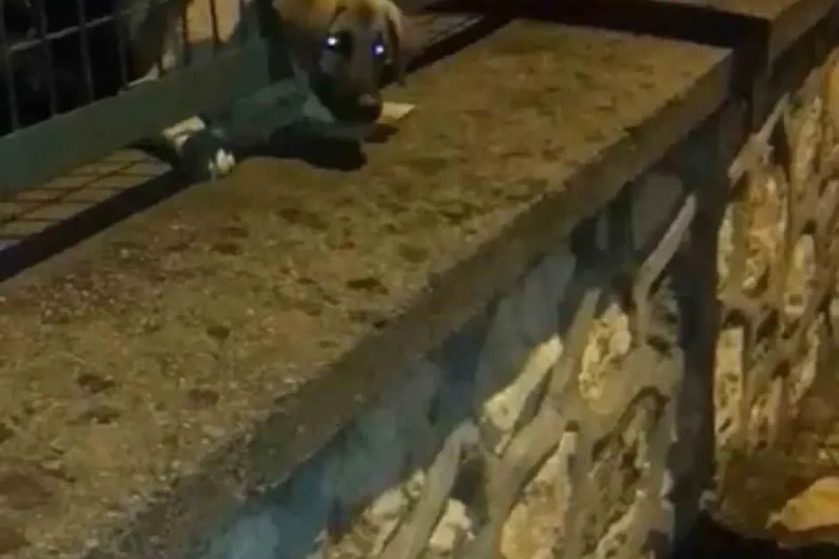 Demir korkuluklara sıkışan yavru köpek böyle kurtarıldı