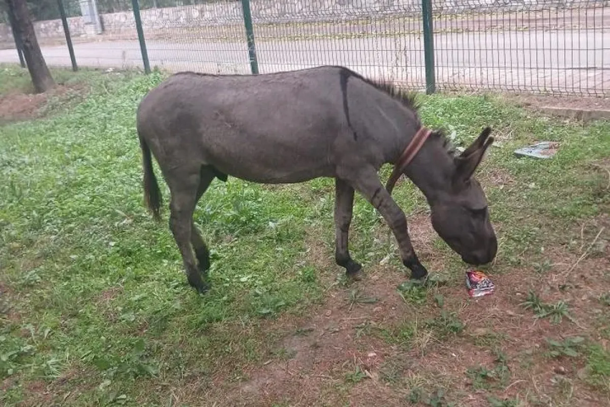 İnegöl'de kaybolan eşek parka girdi