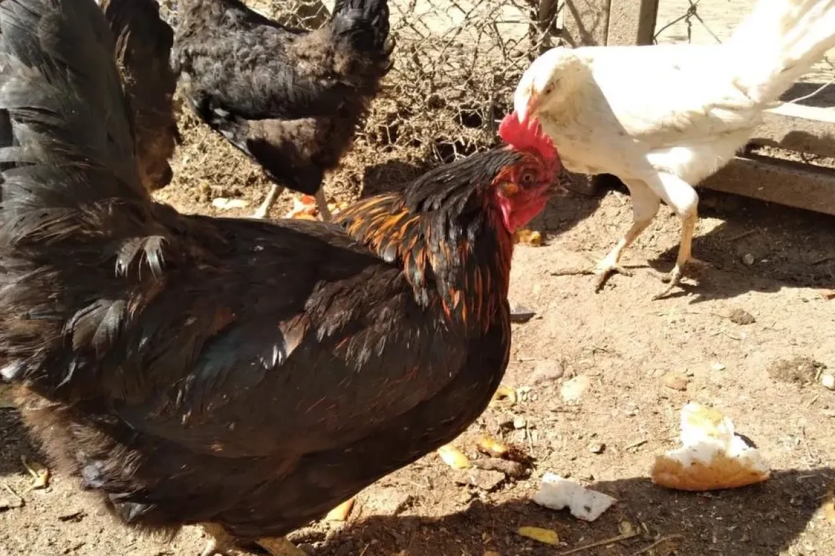 Tavuklarda Kuş Gribi Belirtileri Nelerdir? Kuş gribi insana bulaşır mı?