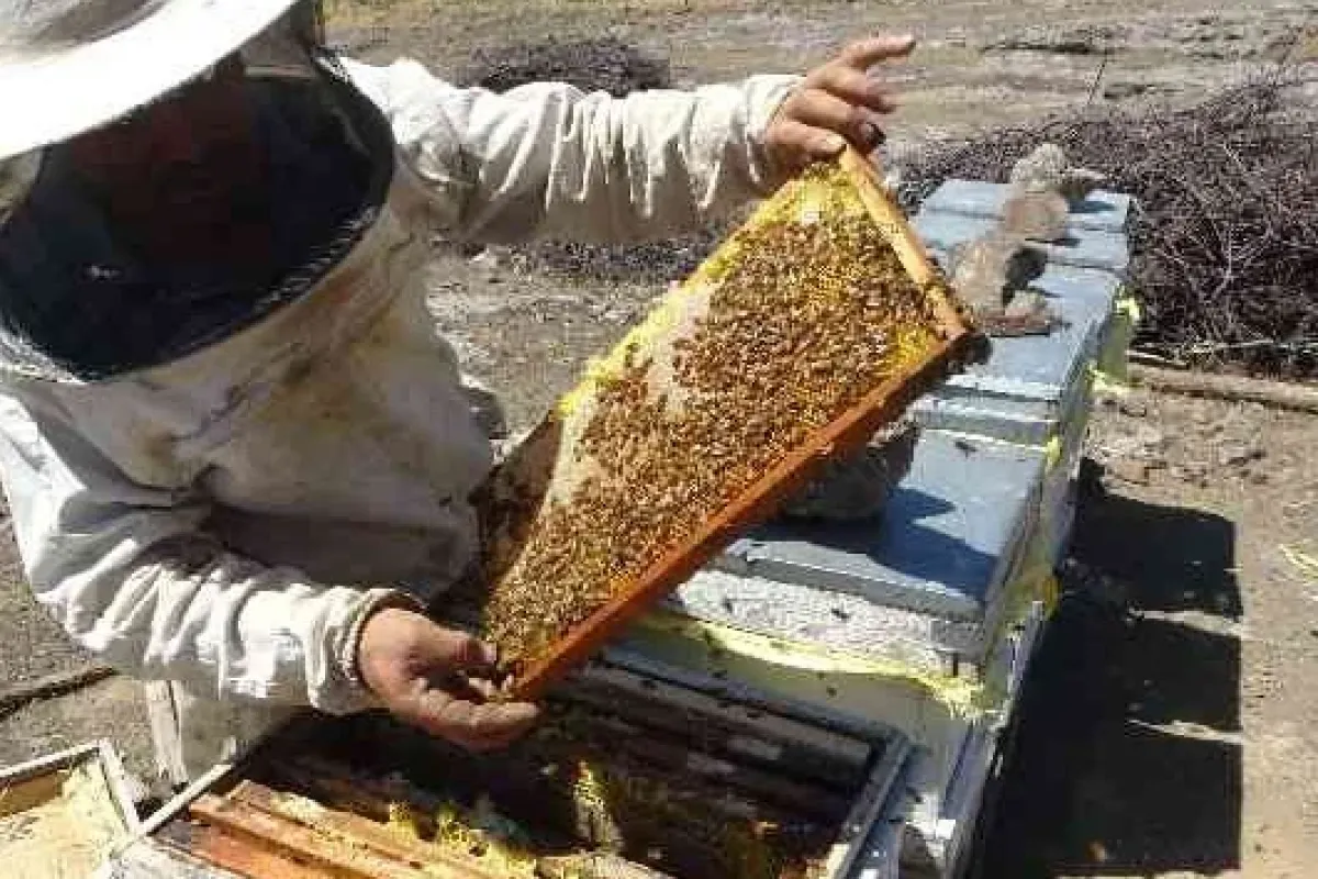 Duyunca şok olacaksınız! 2 markanın balları sahte çıktı