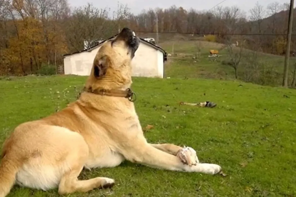 Ezan Okunduğunda Köpekler Neden Ulur?
