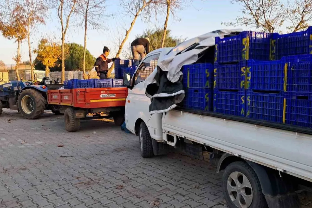 Bursa’da zeytin üreticilerinin Tarım Kredi çilesi
