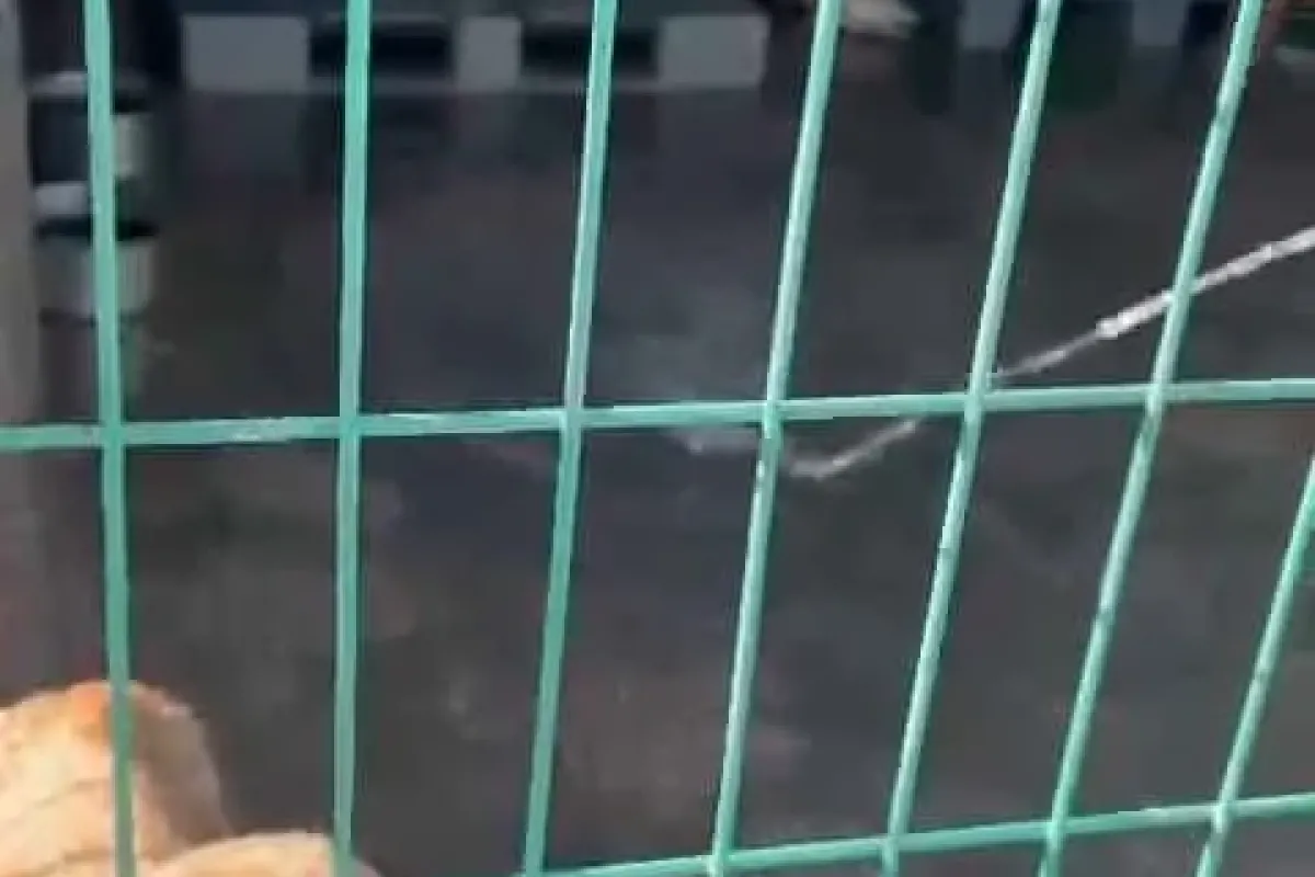 Barınakta aç kalan köpekler, başka bir köpeği canlı canlı yedi