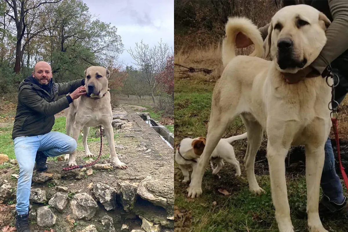 Demir’i Bulana 5 Bin TL Ödül!