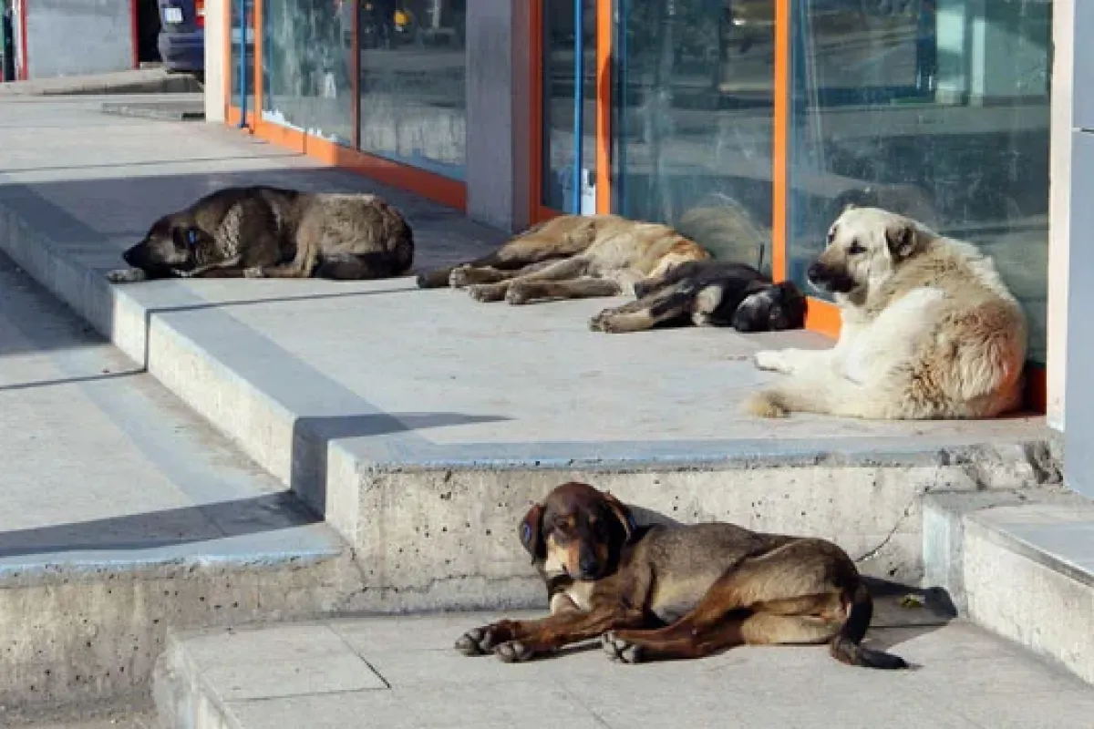 Sahipsiz köpek başına 71 bin lira ceza kesilecek!