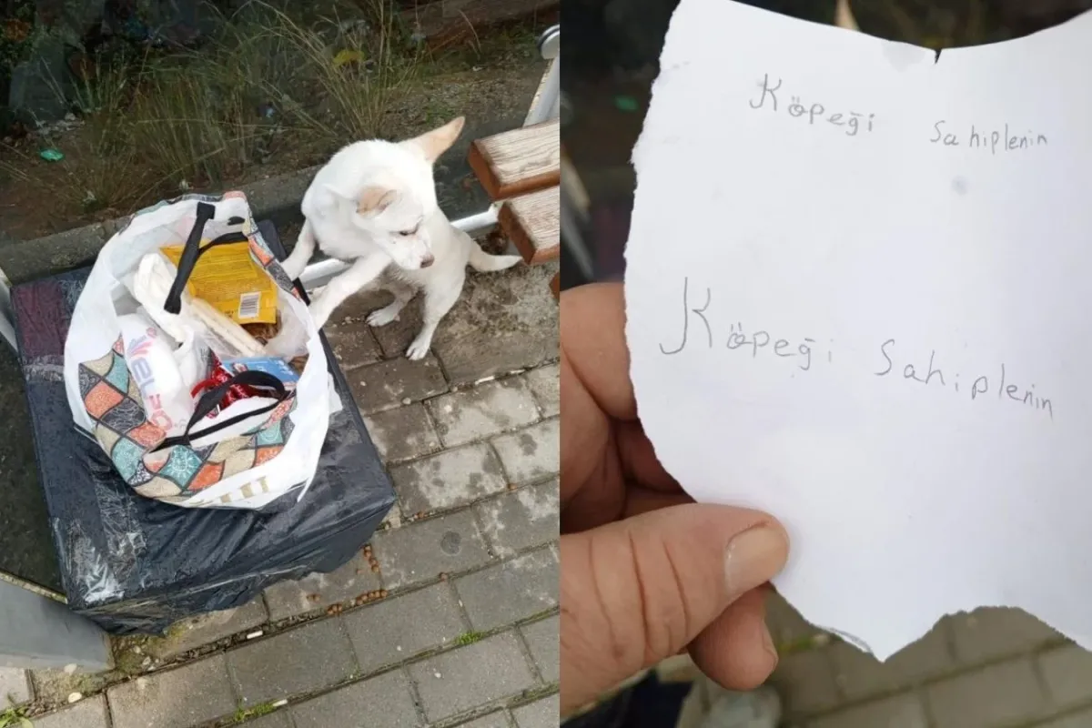 Yavru köpek soğukta 'Sahiplenin' notuyla durağa bırakıldı