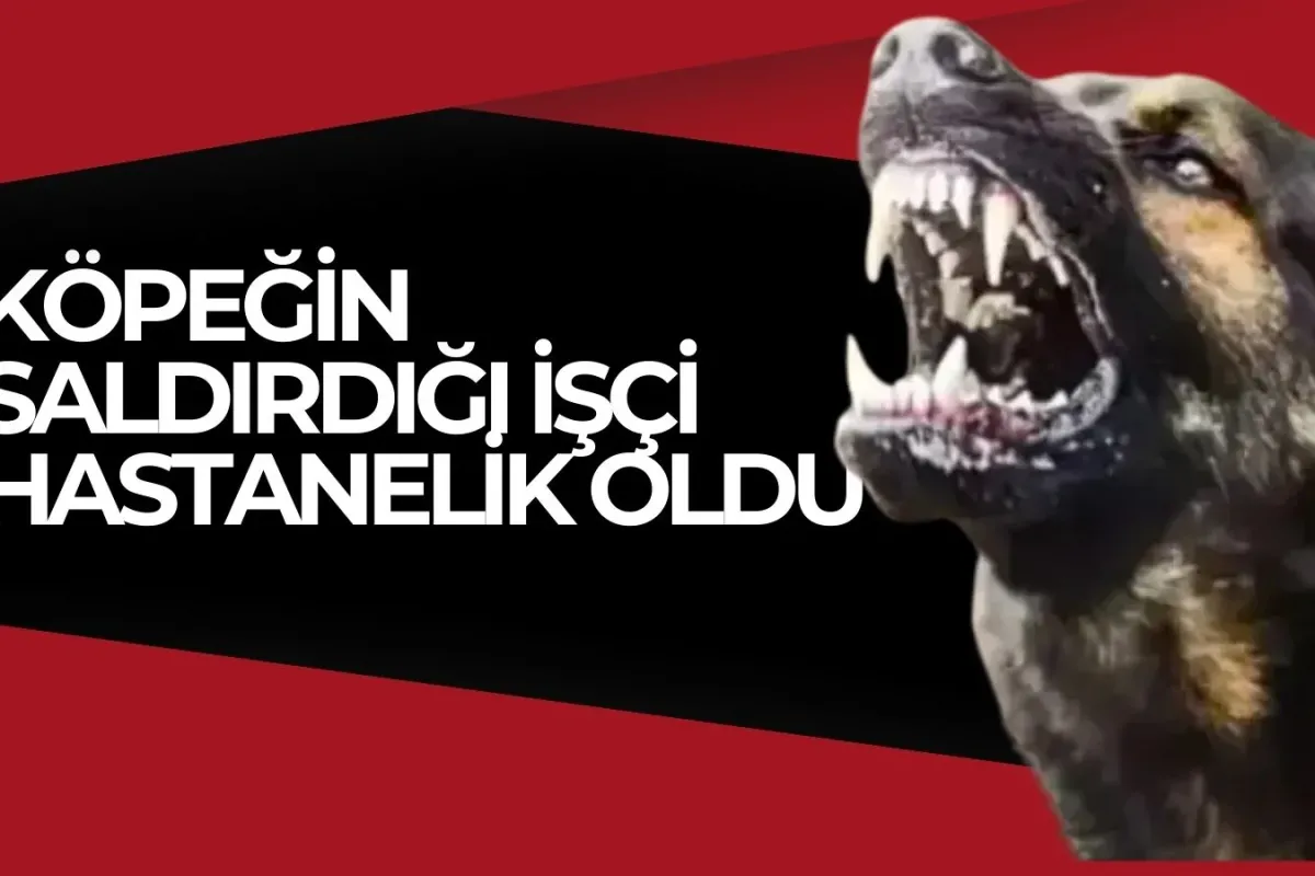 Köpeğin saldırdığı talihsiz işçi hastanelik oldu