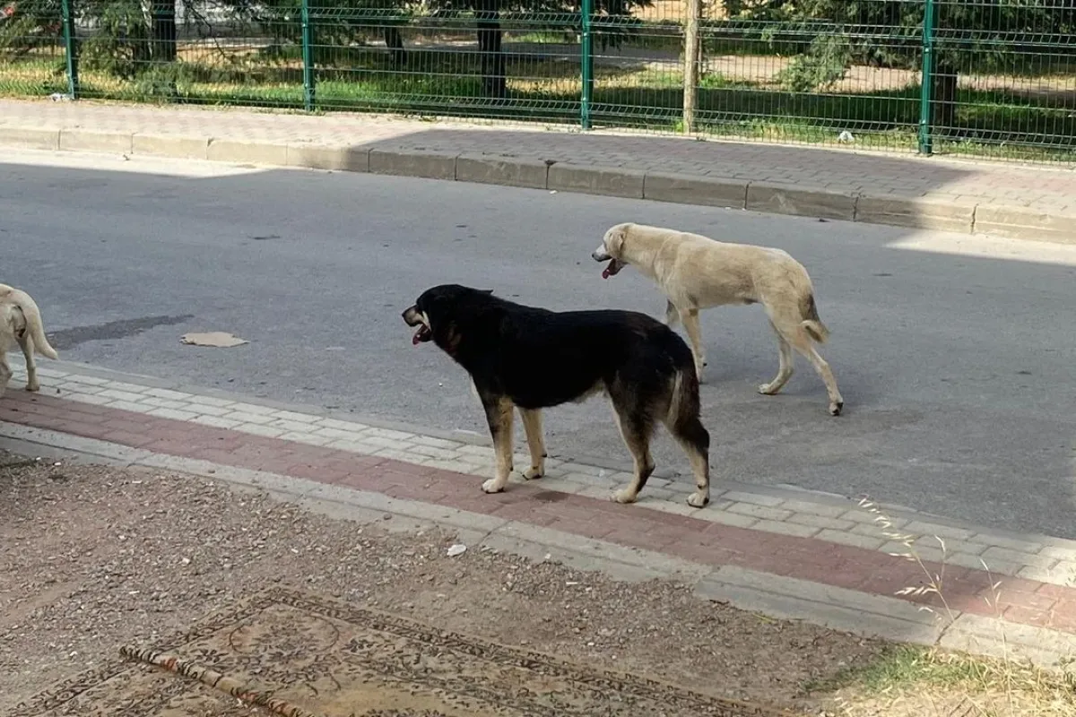 Sahipsiz Sokak Hayvanları İçin Yeni Dönem Başlıyor