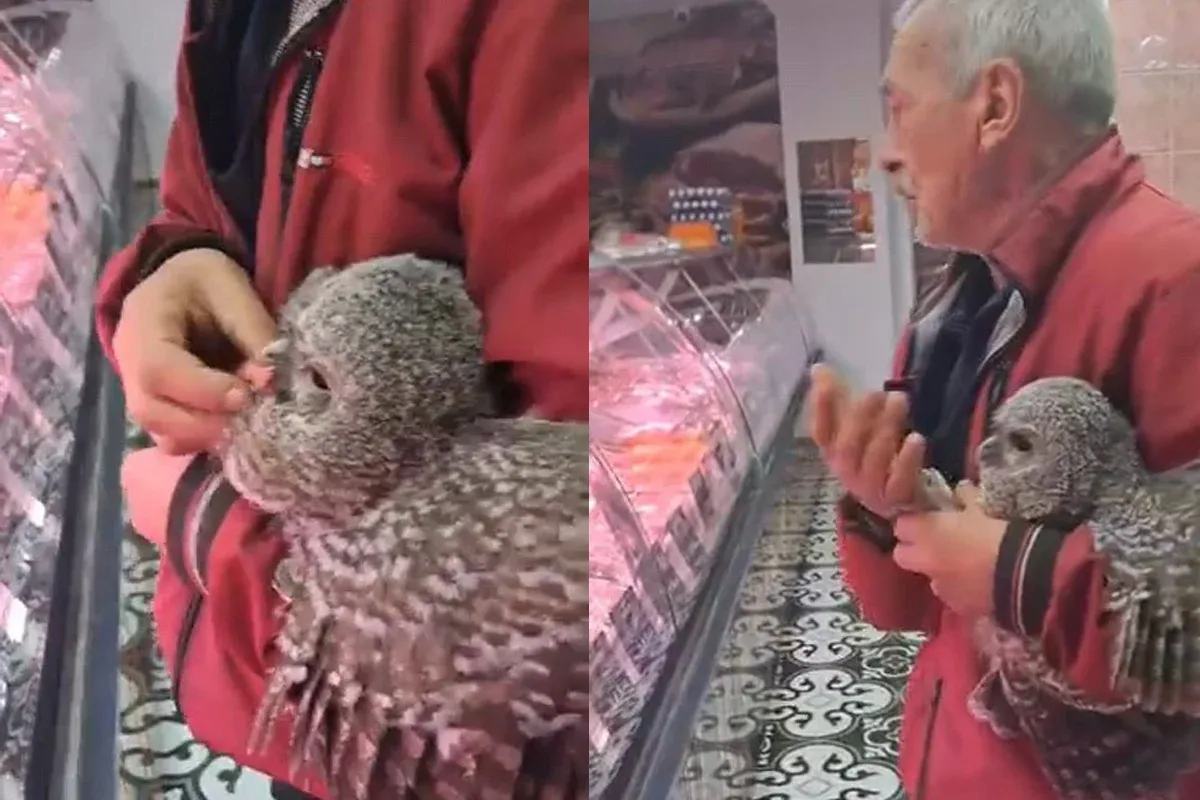 Baykuşu kasaba götürdü etle besledi