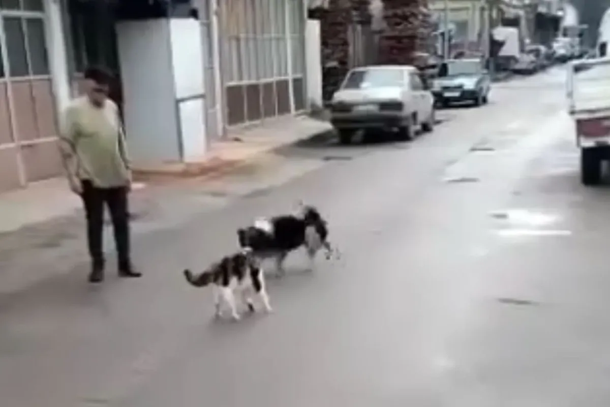 İnegöl'de gözünü karartan kedi köpeğe saldırdı!