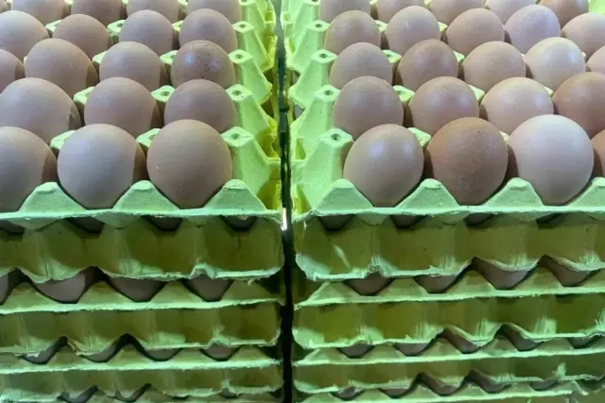 Ramazan Sonrası Yumurta Fiyatlarında Düşüş Başladı
