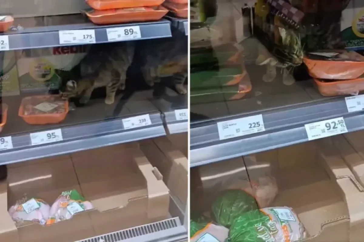 Kedi et reyonuna girdi!
