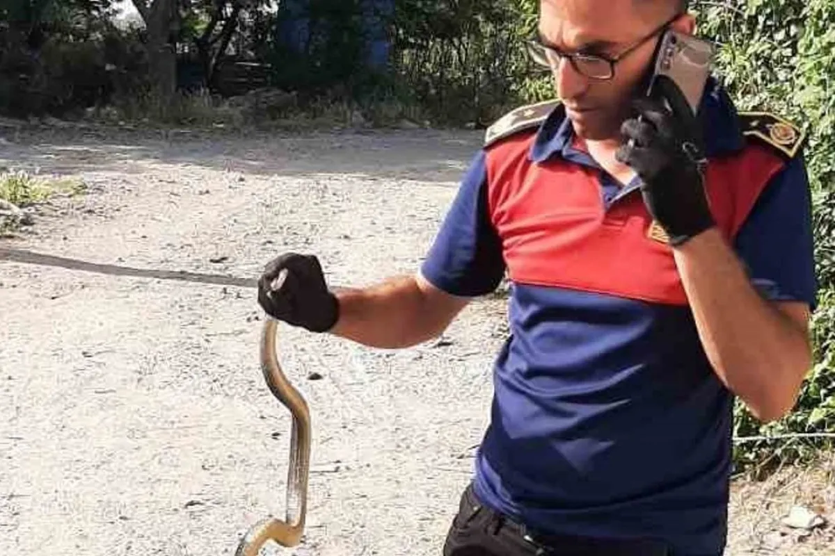 İnegöl'de yılan görülme vakaları neden arttı?