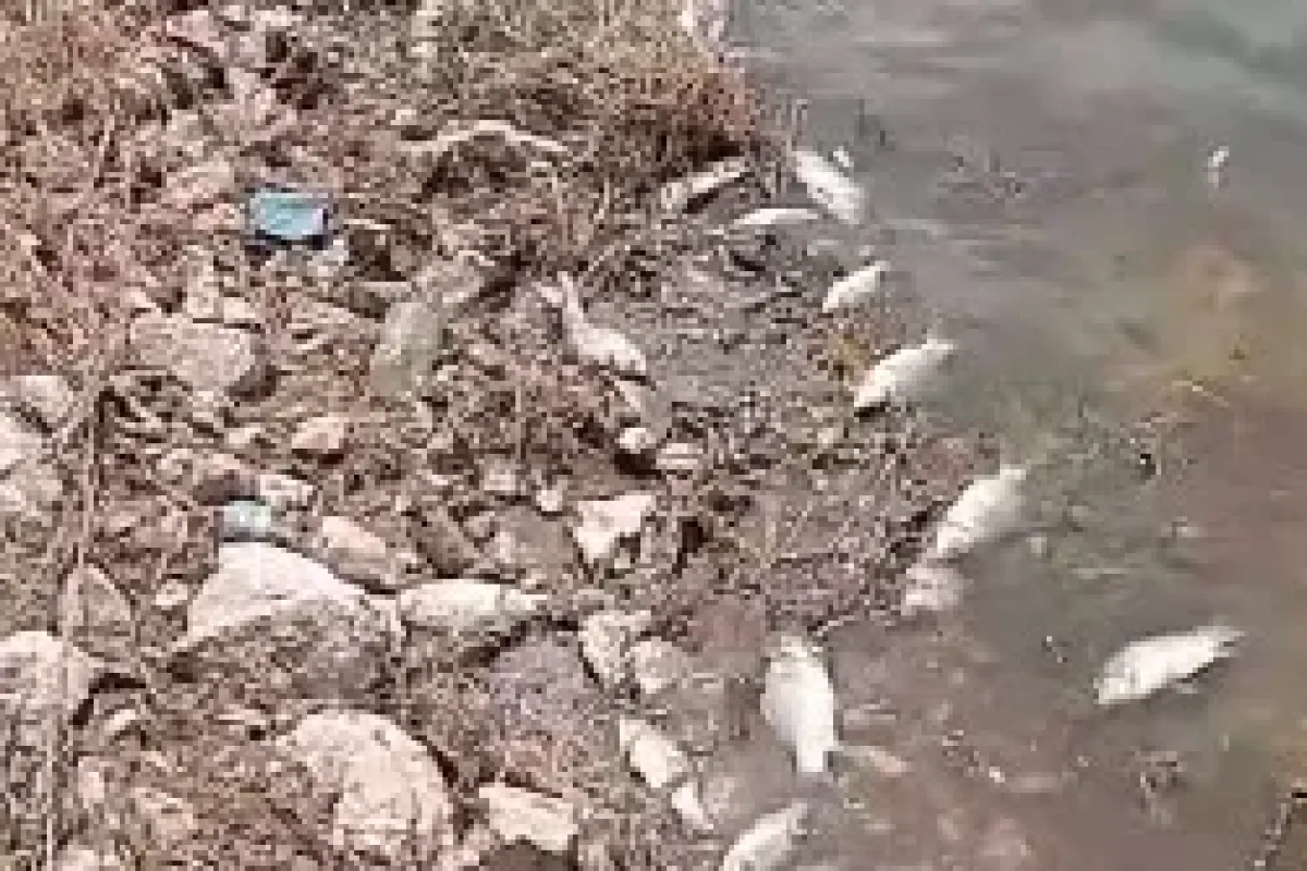 İnegöl'de ölen binlerce balık karaya vurdu!