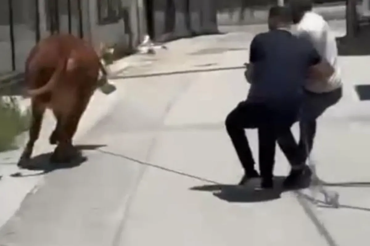Dana ipi kopardı, mini maraton başladı