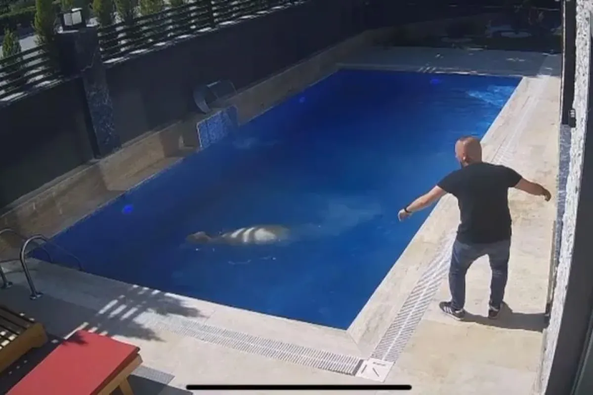 Kurbanlık koç havuza atladı