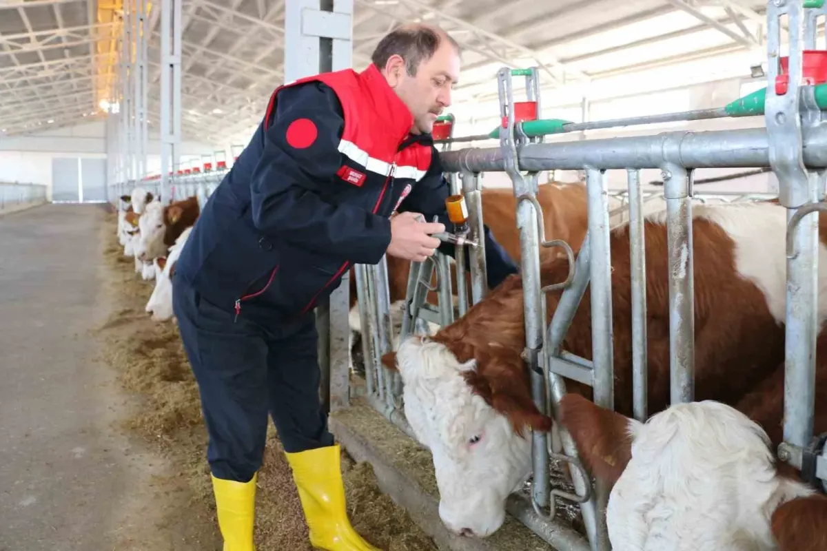 Ülke genelinde şap alarmı! Kırmızı et yemek güvenli mi?