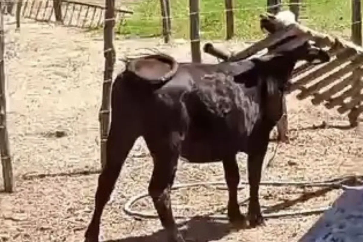 Başı sıkışan inek uzun süre kurtarılmayı bekledi