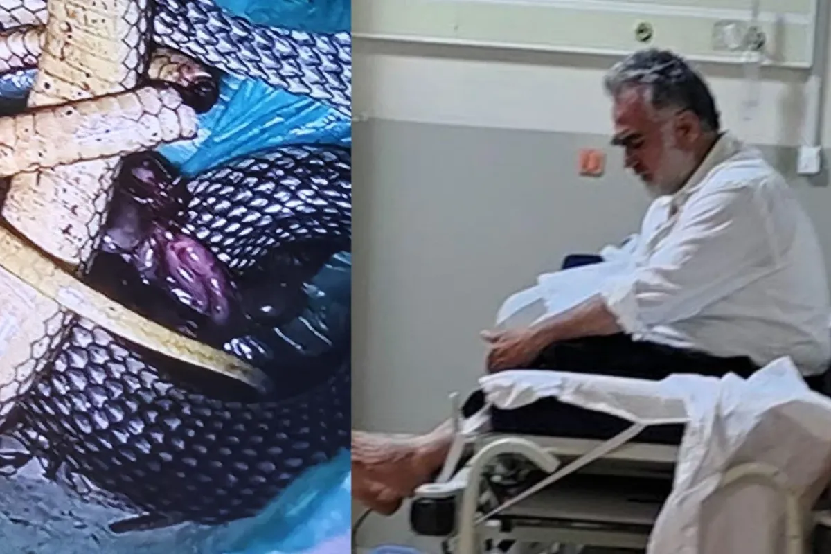 Kendini ısıran yılanı poşete koyarak acile getirdi